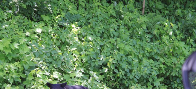 Shenandoah National Park